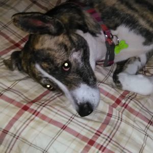 Meet your Posher, Craig